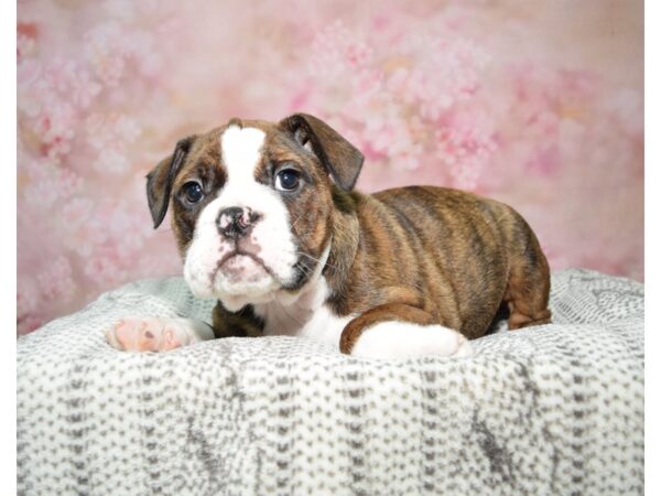 Beabull DOG Female Brindle & White 22795 Petland Fort Myers, Florida