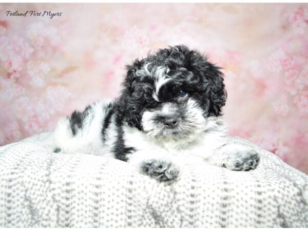 Shih-Poo (Shih Tzu/Poodle)-DOG-Male-Black & White-22794-Petland Fort Myers, Florida