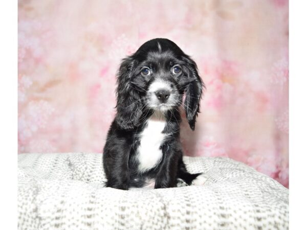 Cocker Spaniel DOG Male Black & Wh, Parti 22792 Petland Fort Myers, Florida