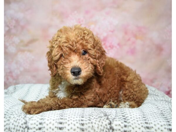 Goldendoodle/Mini Poodle DOG Male Golden 22791 Petland Fort Myers, Florida