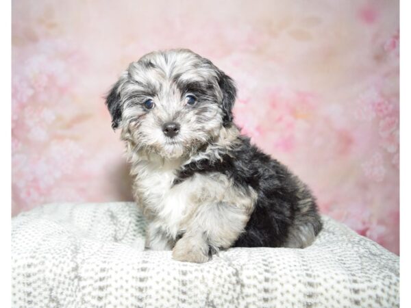 Shih-Poo (Shih Tzu/Poodle)-DOG-Male-Blue Merle-22790-Petland Fort Myers, Florida