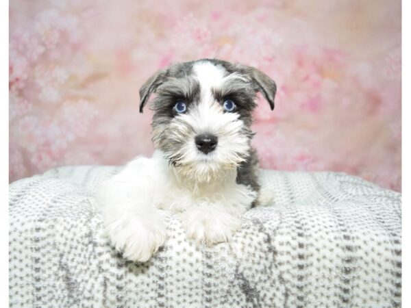 Mini Schnauzer DOG Female Blk & Wh 22789 Petland Fort Myers, Florida