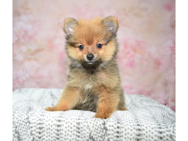 Pomeranian DOG Female Br 22788 Petland Fort Myers, Florida