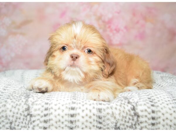 Shih Tzu DOG Female rd 22787 Petland Fort Myers, Florida