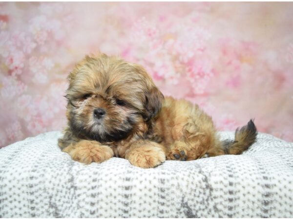 Shih Tzu DOG Male Golden 22786 Petland Fort Myers, Florida