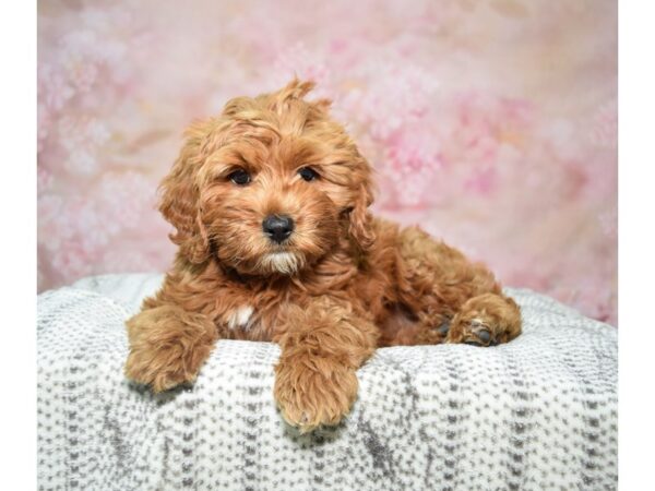 Cockapoo / Poodle DOG Female Rd & Wh 22785 Petland Fort Myers, Florida