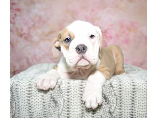 Olde Bulldog DOG Female Bl & Wh 22784 Petland Fort Myers, Florida