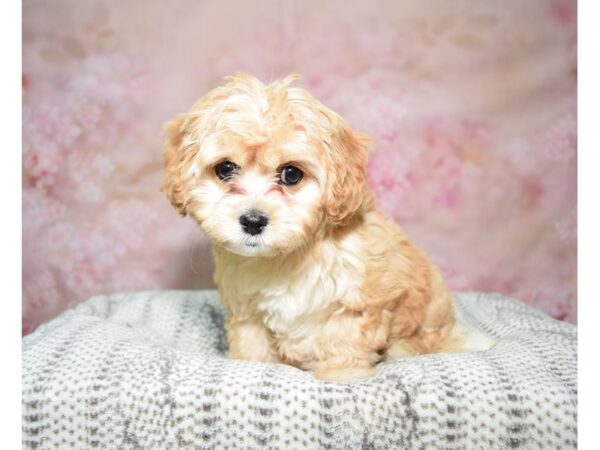 Cavachon (Cavalier/Bichon)-DOG-Female-Apricot-22783-Petland Fort Myers, Florida