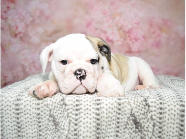 English Bulldog DOG Female Rd & Wh 22782 Petland Fort Myers, Florida