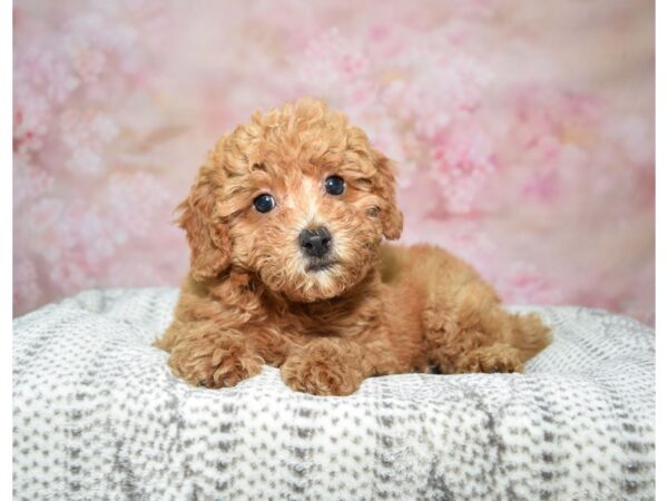 Miniature Poodle DOG Female Rd 22781 Petland Fort Myers, Florida