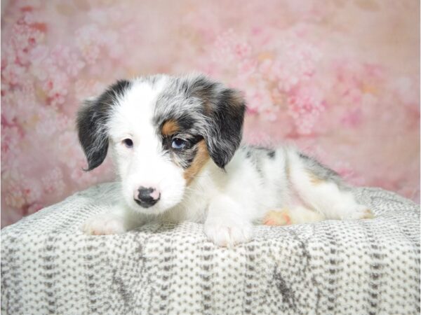 Miniature Poodle/Pembroke Welsh Corgi-DOG-Female-Bl Mrl Wh & Tan-22779-Petland Fort Myers, Florida