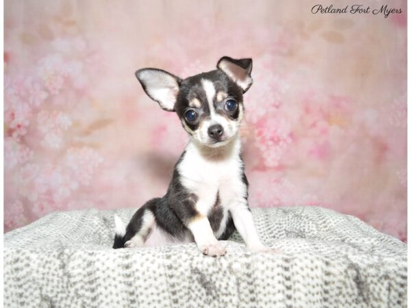 Chihuahua DOG Male Black & White 22820 Petland Fort Myers, Florida