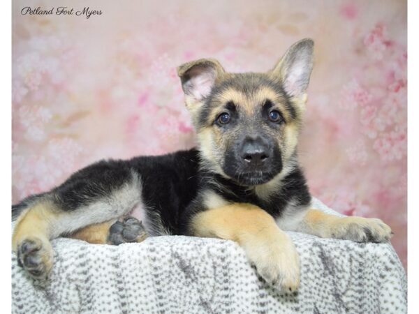 German Shepherd DOG Male Black & Silver 22819 Petland Fort Myers, Florida