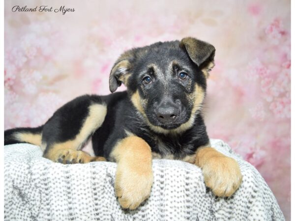 German Shepherd DOG Female Black & Tan 22817 Petland Fort Myers, Florida