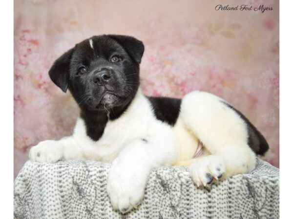 Akita DOG Male Black & White 22816 Petland Fort Myers, Florida