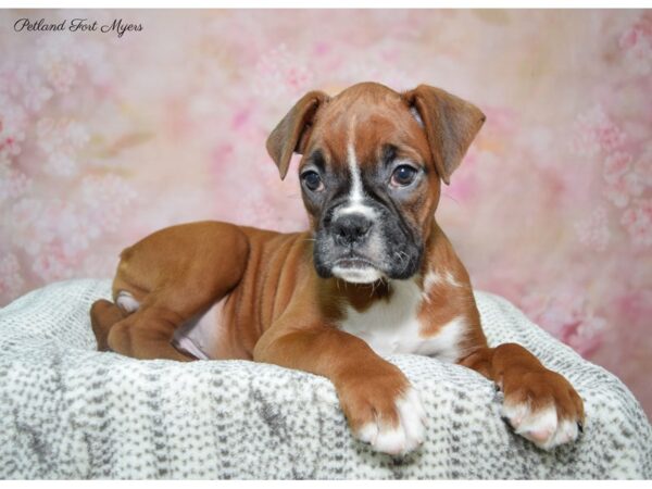 Boxer DOG Female Fawn 22815 Petland Fort Myers, Florida