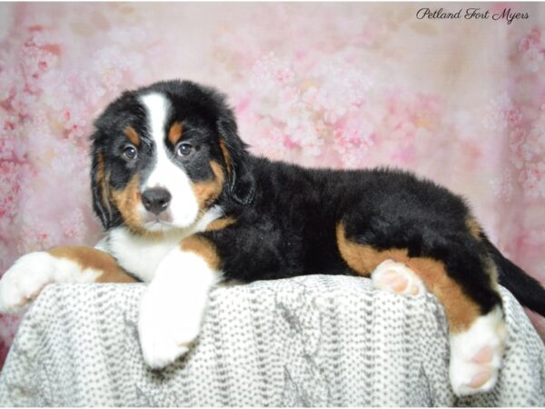 Bernese Mountain Dog DOG Male Tri 22814 Petland Fort Myers, Florida