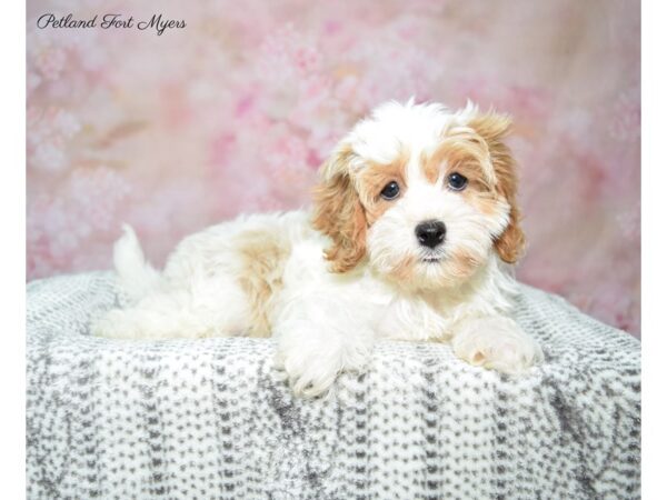 Cava Poo/Poo-DOG-Male-Wh & Rd-22813-Petland Fort Myers, Florida