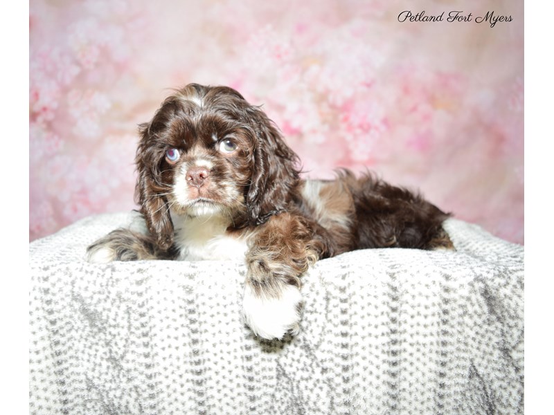 Cocker Spaniel Puppy Chocolate Merle ID:22812 Located at Petland Fort ...