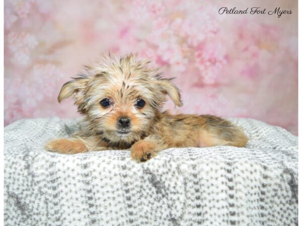 Shorkie DOG Female Br & Wh 22811 Petland Fort Myers, Florida