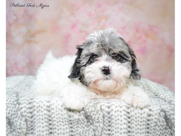 Shih-Poo (Shih Tzu/Poodle)-DOG-Male-Wh-22810-Petland Fort Myers, Florida