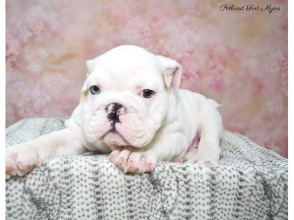 English Bulldog DOG Male Wh 22809 Petland Fort Myers, Florida