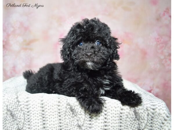 Poodle DOG Male Black & White 22807 Petland Fort Myers, Florida