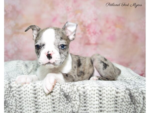 Boston Terrier DOG Male Blue Merle 22806 Petland Fort Myers, Florida