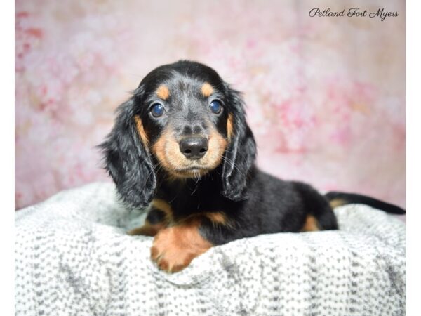 Dachshund DOG Female Black & Tan 22805 Petland Fort Myers, Florida