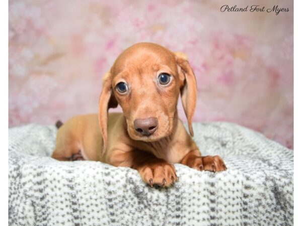 Dachshund DOG Male Red 22804 Petland Fort Myers, Florida