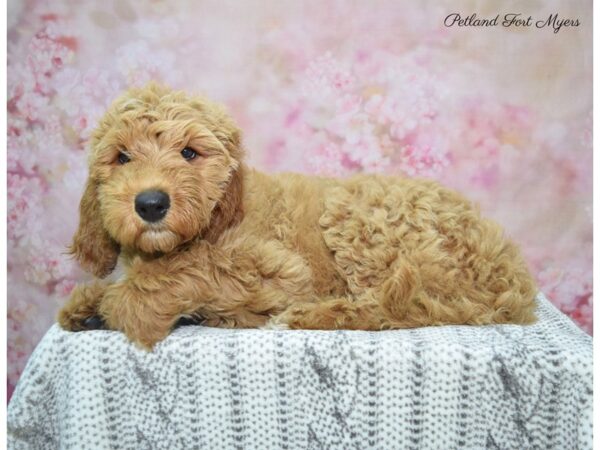 Goldendoodle DOG Female Red 22802 Petland Fort Myers, Florida