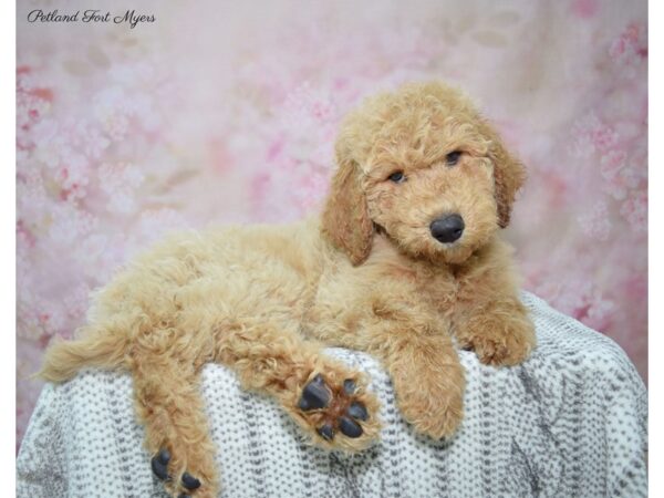 Goldendoodle DOG Male Red 22801 Petland Fort Myers, Florida