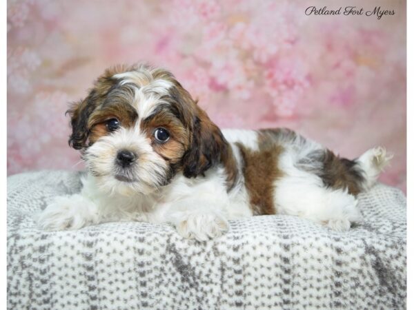 Shih-Poo (Shih Tzu/Poodle)-DOG-Female-Brown & White-22800-Petland Fort Myers, Florida