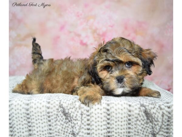 Shih-Poo (Shih Tzu/Poodle)-DOG-Male-Brindle & White-22799-Petland Fort Myers, Florida