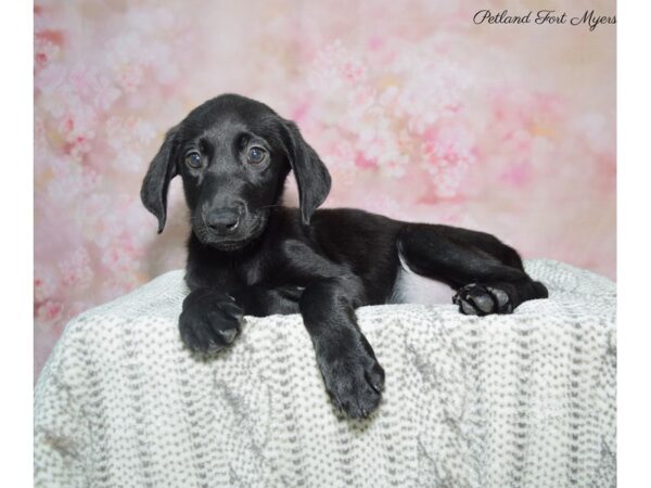 Labrador Retriever DOG Female Black 22846 Petland Fort Myers, Florida