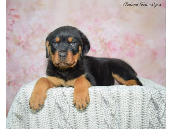 Rottweiler DOG Female Black & Tan 22845 Petland Fort Myers, Florida