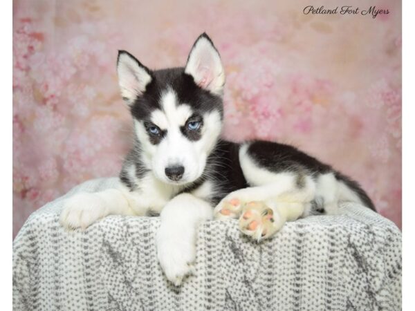 Siberian Husky DOG Female Blk & Wh 22844 Petland Fort Myers, Florida