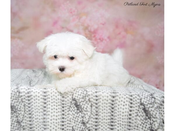 Maltese DOG Female Wh 22843 Petland Fort Myers, Florida