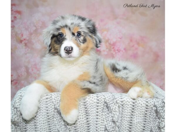 Australian Shepherd DOG Female Bl Mrl 22842 Petland Fort Myers, Florida