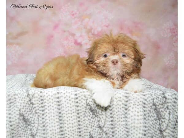 Shih Tzu DOG Female Br & Wh 22841 Petland Fort Myers, Florida