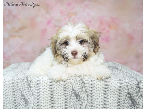 Havanese DOG Female Sbl & Wh 22840 Petland Fort Myers, Florida