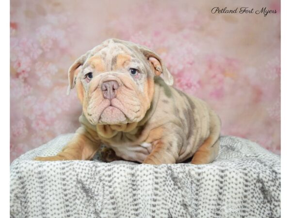 Bulldog DOG Male Mrl 22839 Petland Fort Myers, Florida