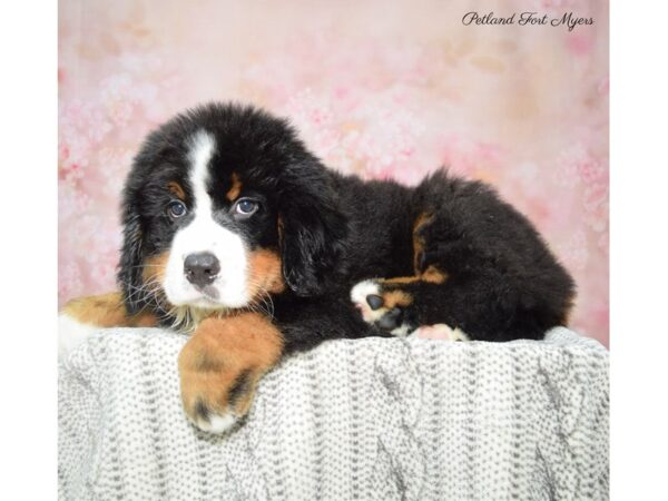 Bernese Mountain Dog DOG Male Black Rust & White 22836 Petland Fort Myers, Florida