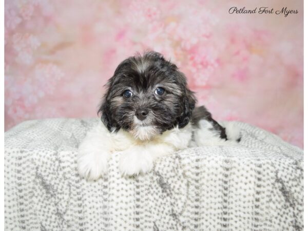 Poodle/Havanese DOG Female Black & White 22835 Petland Fort Myers, Florida