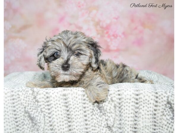 Poodle/Havanese-DOG-Male-Mrl-22834-Petland Fort Myers, Florida