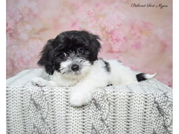 Coton De Tulear DOG Female Black & White 22832 Petland Fort Myers, Florida