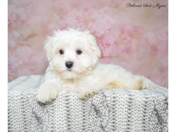 Havanese DOG Male Wh & Cr 22831 Petland Fort Myers, Florida