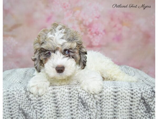 Cocker Spaniel / Poodle DOG Female Chlt rn, prti 22830 Petland Fort Myers, Florida