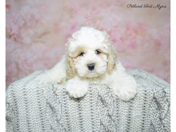 Cocker Spaniel / Poodle DOG Male Bf 22829 Petland Fort Myers, Florida