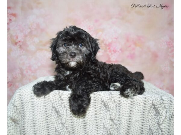 Cava Poo/Poo-DOG-Male-Black & Tan-22828-Petland Fort Myers, Florida